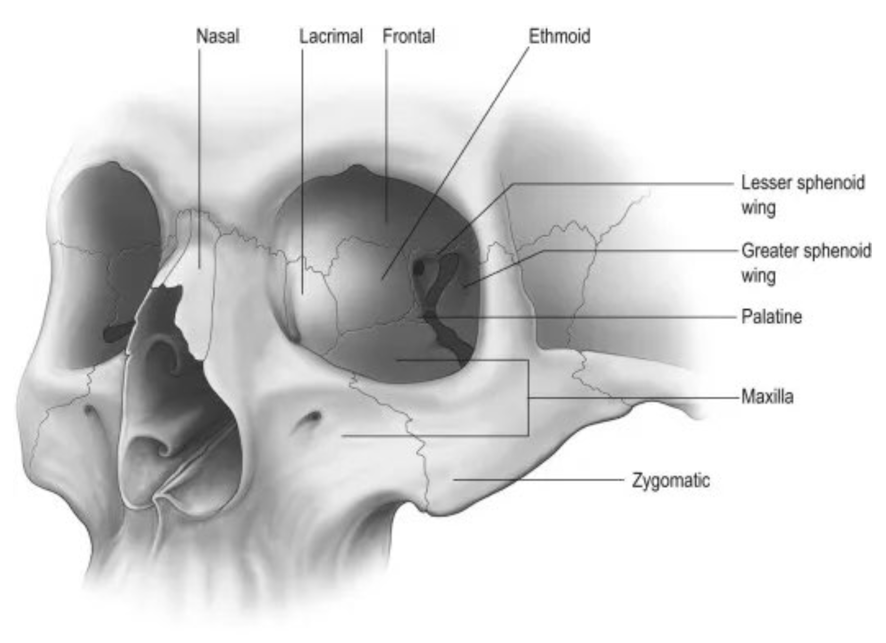 Orbital and Lacrimal Surgery